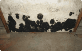 black mold treatment