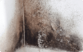 mould remediation